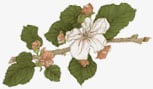 WildWood Landscape | Blossom illustration WildWood Landscape | Blossom illustration